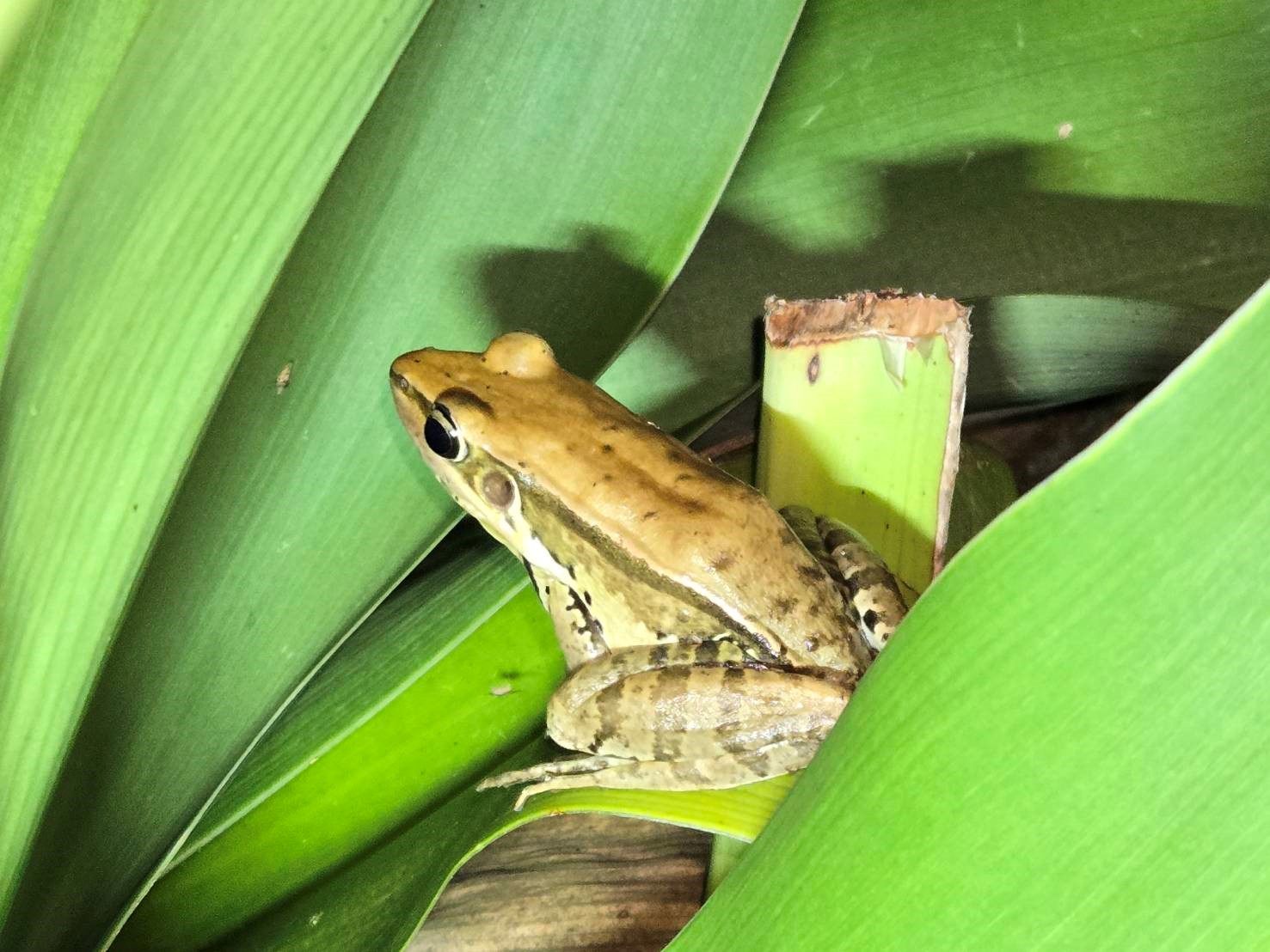 1-加入生態服務給付的農友利用手機望遠鏡，拍攝下生態觀察照片，圖為「貢德氏赤蛙」_0