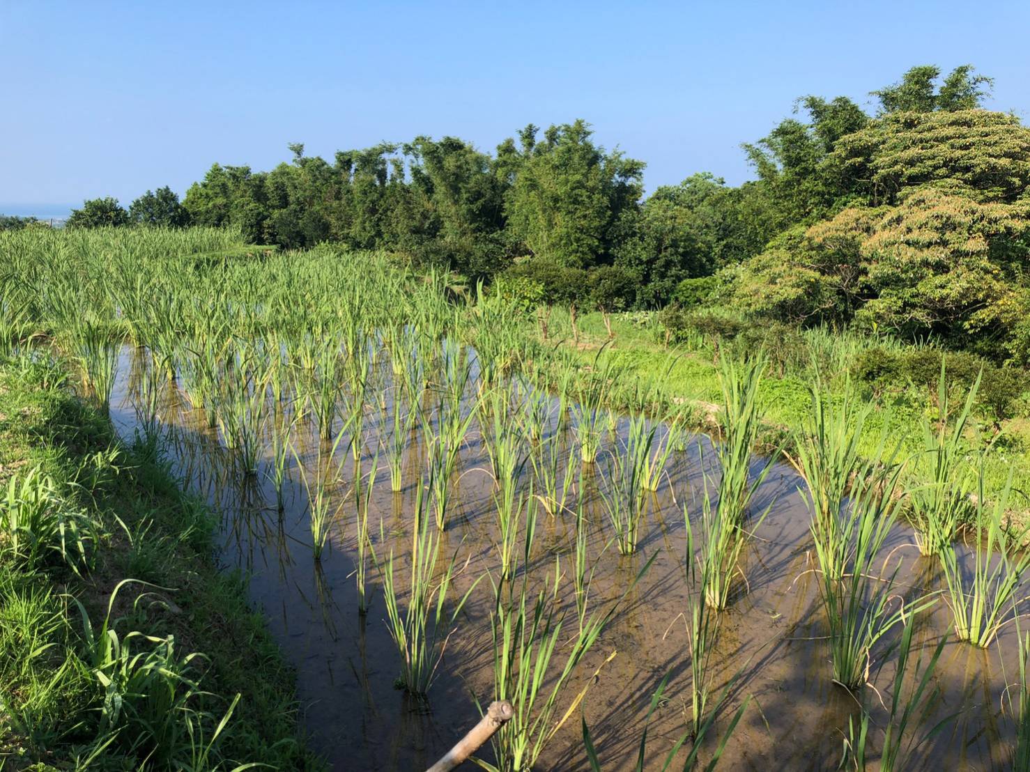 3-「重要棲地生態服務給付」給付範圍包含水田、水梯田等重要棲地型態，終年蓄水且不使