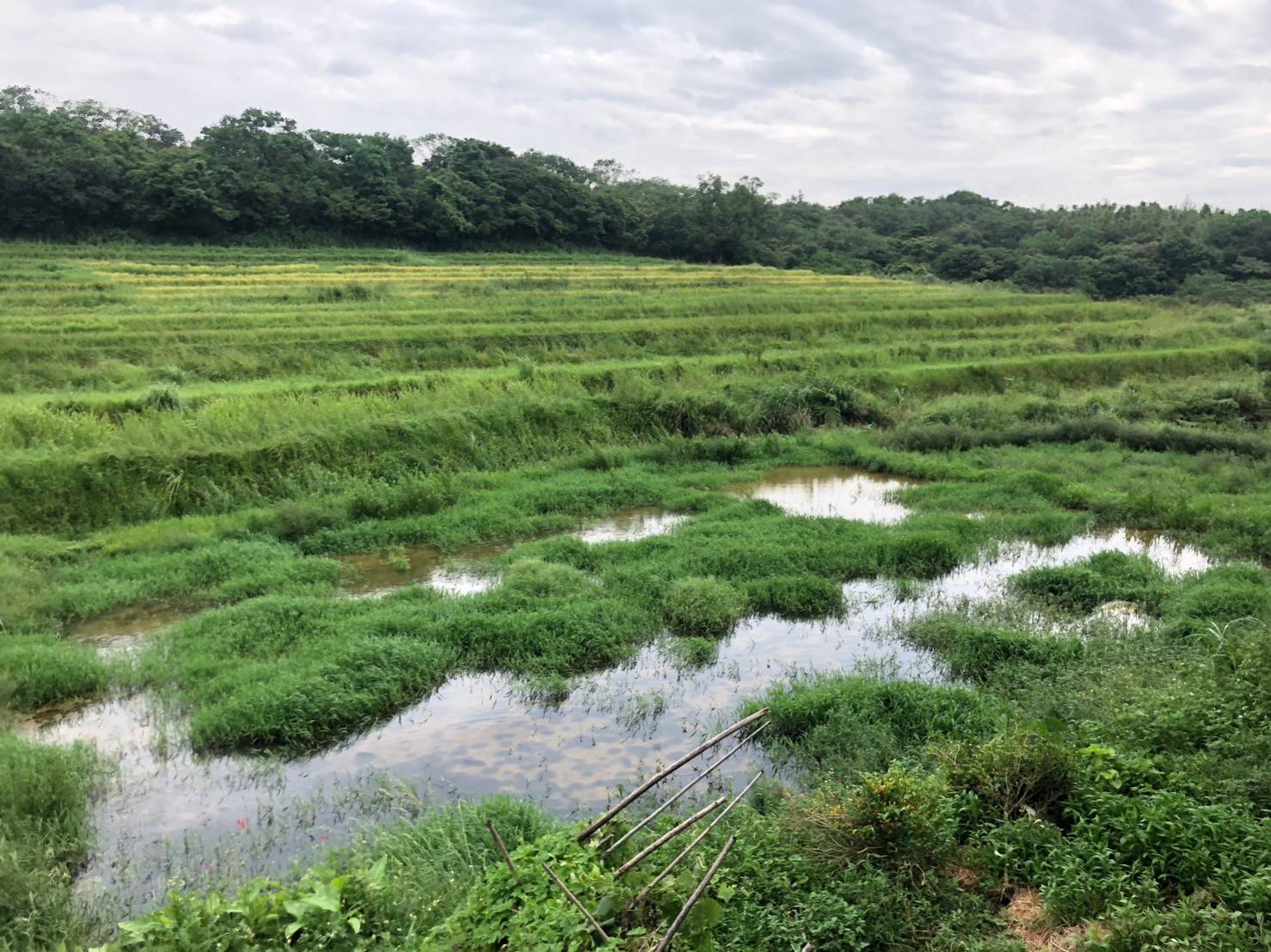 4-「重要棲地生態服務給付」給付範圍包含水田、水梯田等重要棲地型態，終年蓄水且不使_0