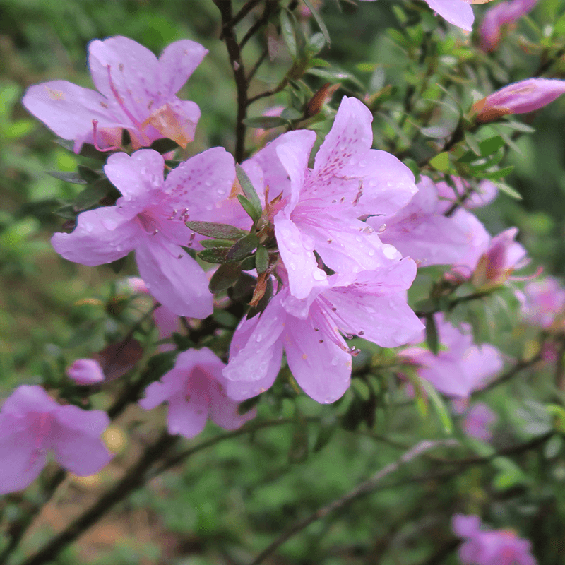 烏來杜鵑(Rhododendron kanehirai Wilson)別名柳葉杜鵑、金平氏杜鵑,為台灣特有種杜鵑花科,僅有少數移植栽培者,被列為野外滅絕級(Extinct in the Wild, EW)植物。